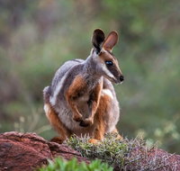 Arkaroola Wilderness Sanctuary - Holiday Adelaide
