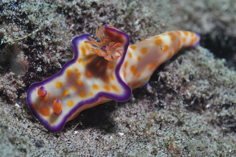 Curtin Artificial Reef Dive Site - Holiday Adelaide 0