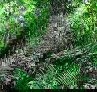 Djiru National Park - Holiday Adelaide