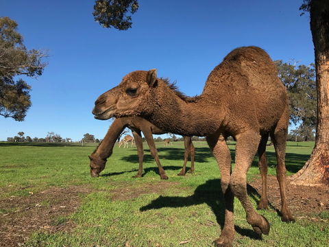 DromeDairy Body And Skin - Holiday Adelaide 2