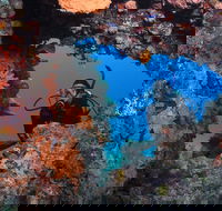 Heron Bommie - Holiday Adelaide