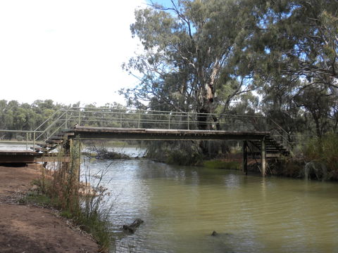 Junction Island Nature Reserve, Canoe Tree And Walking Track - Holiday Adelaide 0