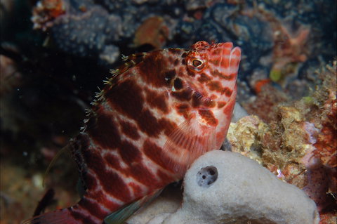 Nursery Reef - Holiday Adelaide 1
