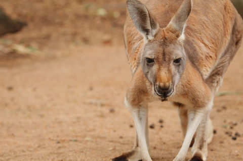 Perth Zoo - Holiday Adelaide 1