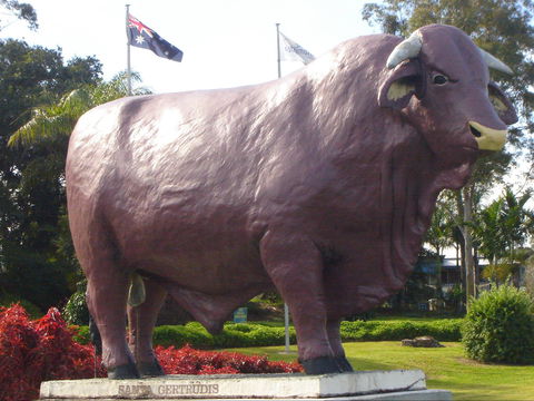 Rockhampton Bull Statues - Holiday Adelaide 1