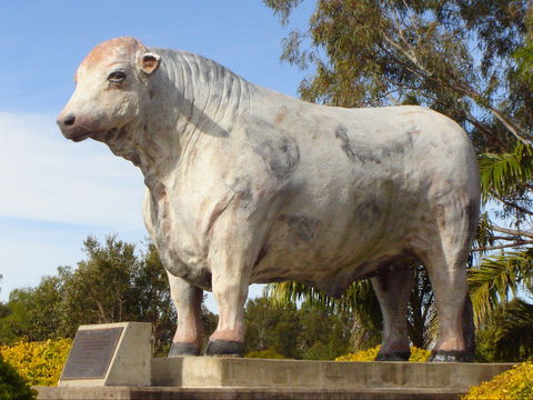 Rockhampton Bull Statues - Holiday Adelaide 2