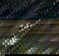 Seaham Swamp Nature Reserve - Holiday Adelaide