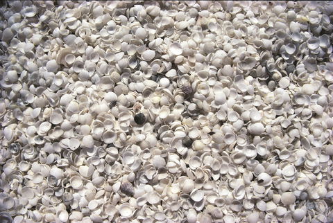 Shell Beach - Holiday Adelaide 0