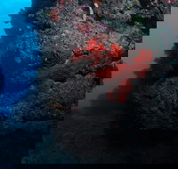 Stepping Stones Dive Site - Holiday Adelaide