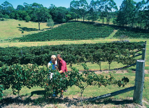 Tamborine Mountain - Holiday Adelaide 2