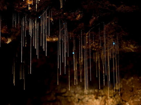 Tamborine Mountain Glow Worm Tours - Holiday Adelaide 0