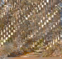 The Great Forest Trees Drive - Holiday Adelaide