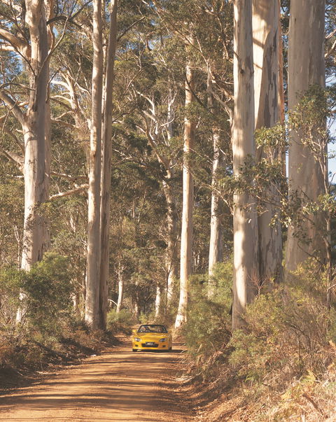 The Great Forest Trees Drive - Holiday Adelaide 0