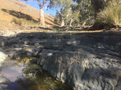 Three Creeks Station -Arkaroona Creek Walk - Holiday Adelaide 0