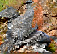 Thunderbolt's Statue and Constable Walker Memorial - Holiday Adelaide