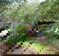 TreeTop Challenge - Holiday Adelaide