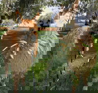 Visit an alpaca farm and get up and personal with these gentle and unique animals - Holiday Adelaide