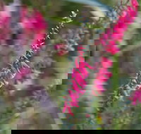 Warawee Circuit Walk to  Trigger Plant Track - Holiday Adelaide