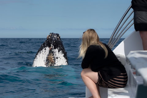 Whale Watching - Holiday Adelaide 1