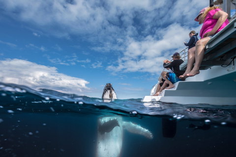 Whale Watching - Holiday Adelaide 2