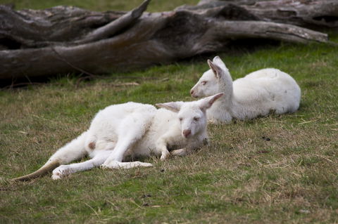 Yarra Valley Nocturnal Zoo - Holiday Adelaide 0