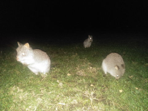 Yarra Valley Nocturnal Zoo - Holiday Adelaide 2