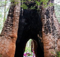 Ancient Empire Walk Valley of the Giants - Holiday Adelaide
