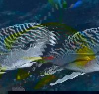 Beaver Reef Dive Site - Holiday Adelaide