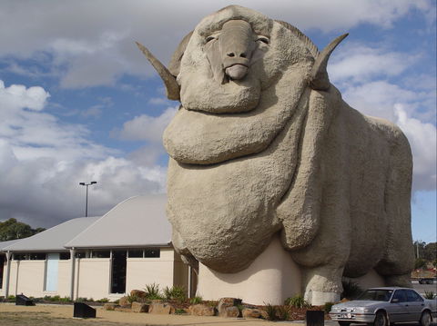 Big Merino - Holiday Adelaide 0