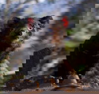 Bonorong Wildlife Sanctuary - Holiday Adelaide