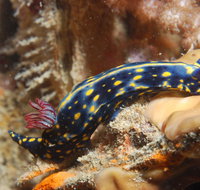 Cochrane Artificial Reef Dive Site - Holiday Adelaide
