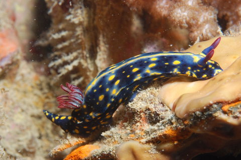 Cochrane Artificial Reef Dive Site - Holiday Adelaide 0