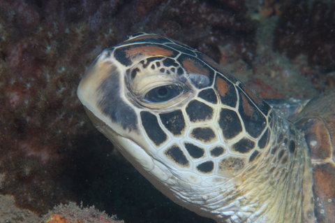 Cochrane Artificial Reef Dive Site - Holiday Adelaide 2