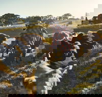 Hinterland Full Day Self Drive Tour - Holiday Adelaide