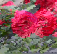 Lismore Community Gardens - Holiday Adelaide