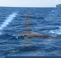 Minyama - Holiday Adelaide