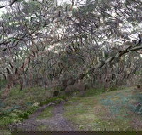 Pink Line and Loop Trail - Mountain Biking - Holiday Adelaide