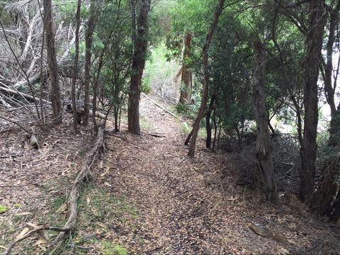 The Lady Barron Foreshore Walk - Holiday Adelaide 1