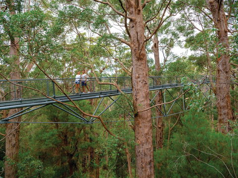 Valley Of The Giants Tree Top Walk - Holiday Adelaide 1