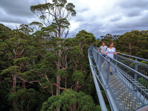 Valley Of The Giants Tree Top Walk - Holiday Adelaide 2