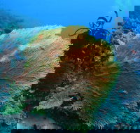 Wistari Wall - Holiday Adelaide