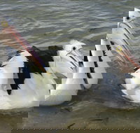 Chinaman Wells - Holiday Adelaide