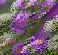 Ethel Daw Scenic Drive - Holiday Adelaide