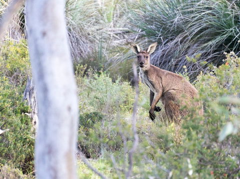 Kaiserstuhl Conservation Park - Holiday Adelaide 0