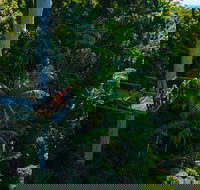 Tamborine Rainforest Skywalk - Holiday Adelaide