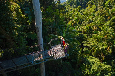 Tamborine Rainforest Skywalk - Holiday Adelaide 1