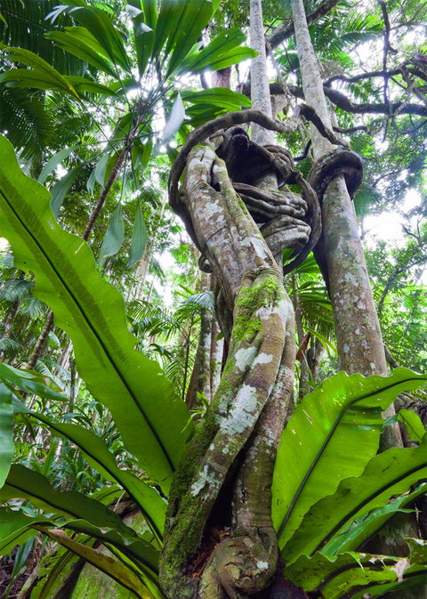 Tamborine Rainforest Skywalk - Holiday Adelaide 2