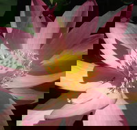 Wallis Creek Water Garden - Holiday Adelaide