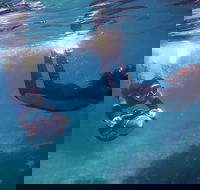 Small-Group Underwater Scooter Experience in Clovelly - Holiday Adelaide