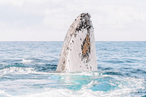 Premier Whale Watching Byron Bay - Holiday Adelaide 8